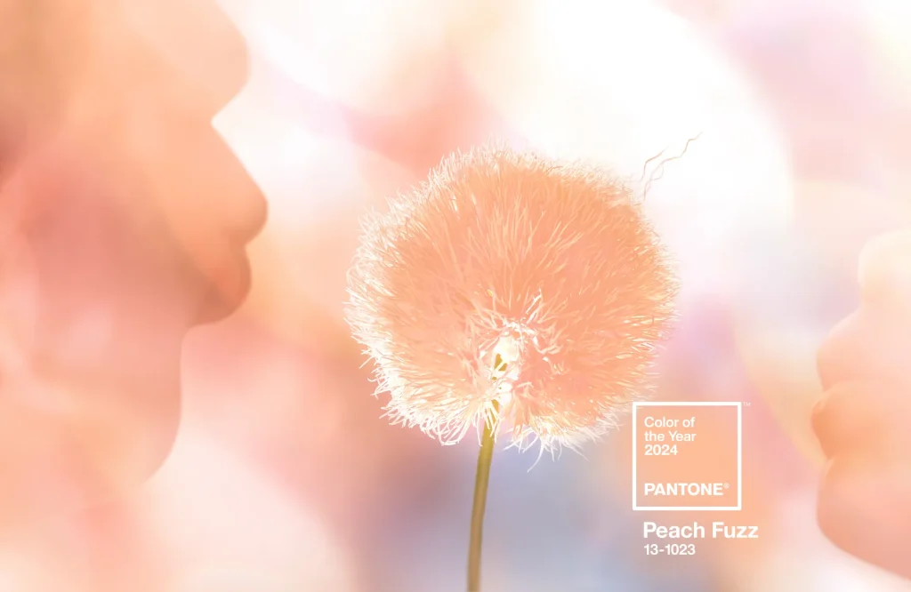 Peach fuzz dandelion with Pantone Color of the Year 2024.